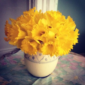 Daffodils                  